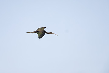 A glossy ibis (Plegadis falcinellus) banking and starting to land on one of the rice paddy fields in Portugal.