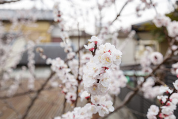 Sakura or Cherry Blossom or Japanese Cherry