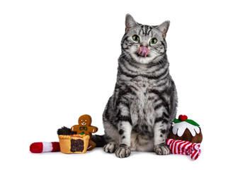 Handsome British Shorthair cat sitting up, sitting inbetween christmas candy. Looking straight at camera with green eyes. Isolated on white background. Tongue out licking nose.