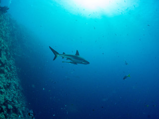 パラオ_コロール_スキューバダイビング