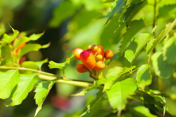 fruit of the plant, the ant tastes the fruit