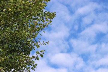 green tree branches in front of a beautiful cloud-sky