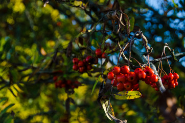 Beautiful Scandinavian forest with many colours  in Autumn 