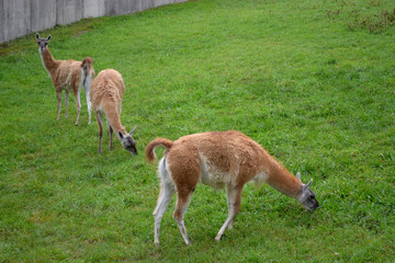 Llamas walk on a green lawn.