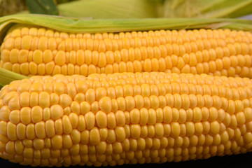 Fresh corn on cobs, closeup