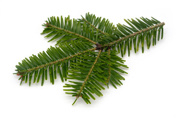 Naklejka premium Tannenzweig auf weissem Hintergrund