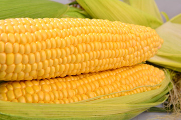 Fresh corn on cobs, closeup