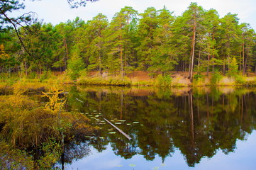 Fototapeta na wymiar Autumn landscape. Russian forest.