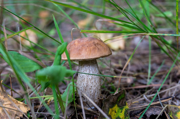 Little boletus mushroom growing wild in the autumnal forest