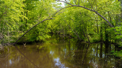 Swampy river off highway in Virginia