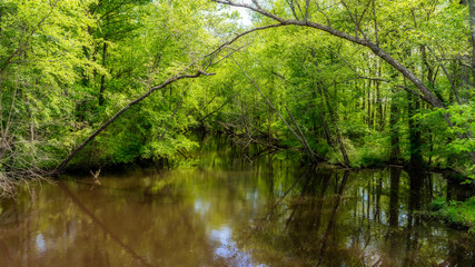 Swampy river off highway in Virginia