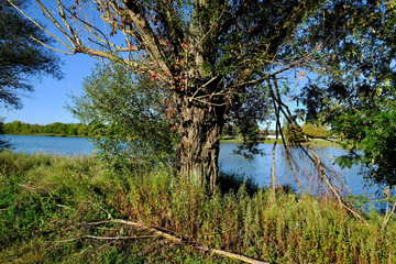 ARBRE BORD RIVIERE