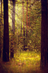 Obraz premium Magical autumn forest landscape. Sunrays in morning.