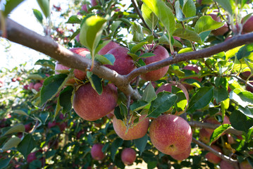 Ripe apples on a branch ready to get picked during apple season harvest.