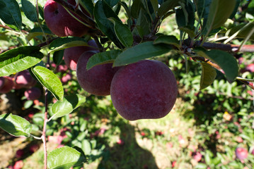 Ripe apples on a branch ready to get picked during apple season harvest.