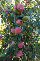 Ripe apples on a branch ready to get picked during apple season harvest.