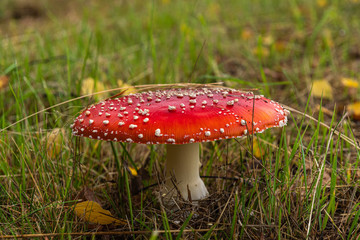 Mushrooms