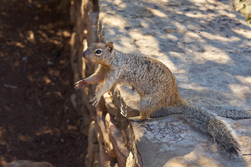 Eichhörnchen auf Mauer hält Pfoten erwartungsvoll offen