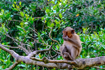 Portrait of a monkey in Sac forest. Royalty high quality stock image of animal. Many monkey lives in Sac forest, Can Gio, Ho Chi Minh city.