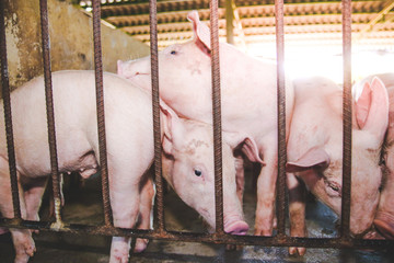 Many small piglets on farms in rural areas fed by organic farming. Pigs in the enclosure are mammals.