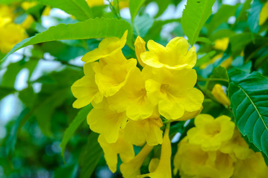 Close up of yellow tecoma stans with soft selective focus and leaf blur background. Royalty high quality free stock image of flower.