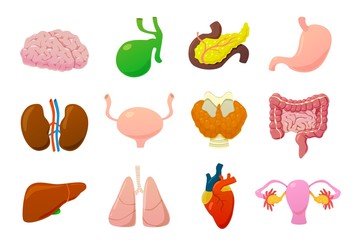 Internal organs. Human brain, bladder and stomach, kidneys and intestines, liver and lungs, heart and pancreas cartoon vector set