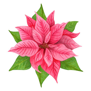 Watercolor hand drawn  Christmas flower,  pink poinsettia with green leaves on white background.