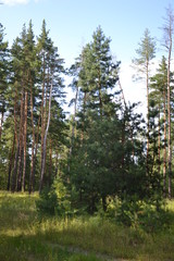 Beautiful summer landscape in the forest