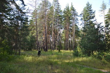 Beautiful summer landscape in the forest