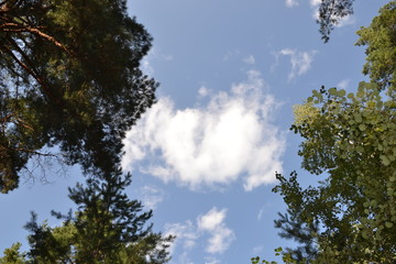 Beautiful summer landscape in the forest