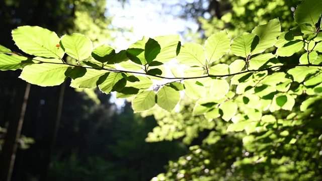 Ast mit Eichebl&auml;ttern im Gegenlicht der Sonne im Wald, strahlend hell