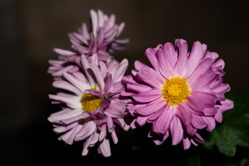 pink chrysanthemum flower close up