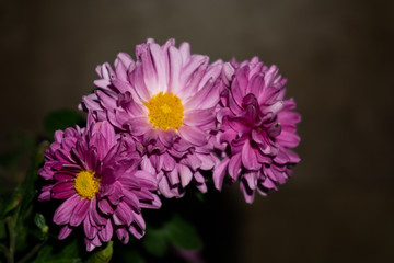 Obraz premium pink chrysanthemum flower close up