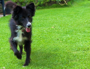 Fototapeta premium A sheepdog running in a garden