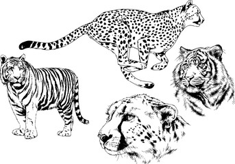 set of vector drawings on the theme of predators tigers are drawn by hand with ink tattoo logos	