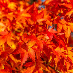 beautiful japanese red maple tree, fall background