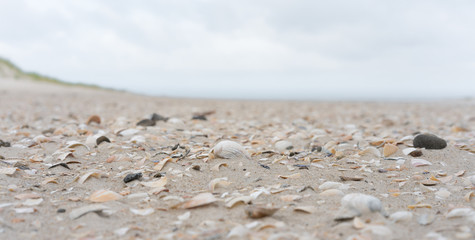 Schalen von Muscheln am Strand