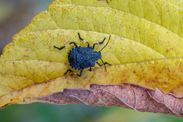 insect on a leaf 