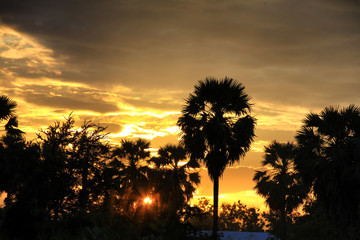 Palm tree in morning sunrise, beautiful sunset and silhouette palm tree