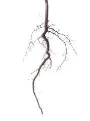 young roots of tree is isolated on background, close up