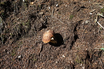 Steinpilz