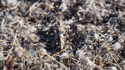 saltamontes de ojos grande, tonos grises y blancos, dos antenas, Sierra del Montsant, Tarragona