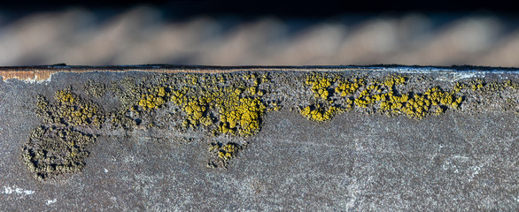 lichen macro