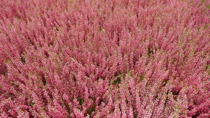 Pink blooming common heather in autumn  til spring. Top view, full frame, close-up.