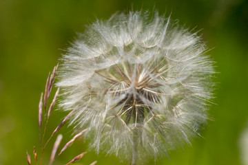 Fototapeta premium dandelion on background of green grass