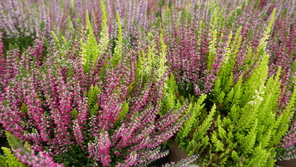 Purple, pink and white blooming common heather in autumn  til spring. Top view, full frame,...