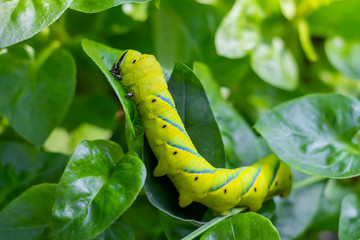 Acherontia styx, the lesser death's head hawkmoth or bee robber, is a worm of sphingid moth found on leaves in green nature background from Asian.
