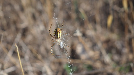 araña de color amarillo, blanc o, marron y negro, diez patas  largas y recubiertas de finos pelos,...