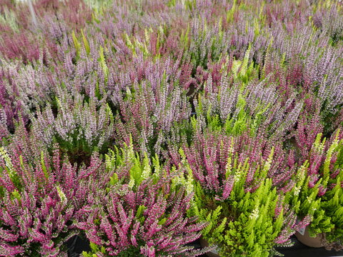 Purple, pink and white blooming common heather in autumn  til spring. Top view, full frame, close-up.