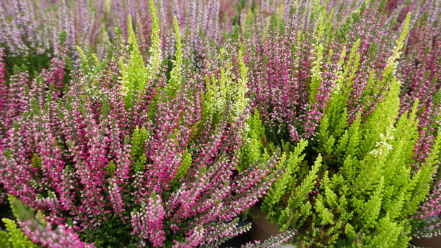 Purple, pink and white blooming common heather in autumn  til spring. Top view, full frame, close-up.